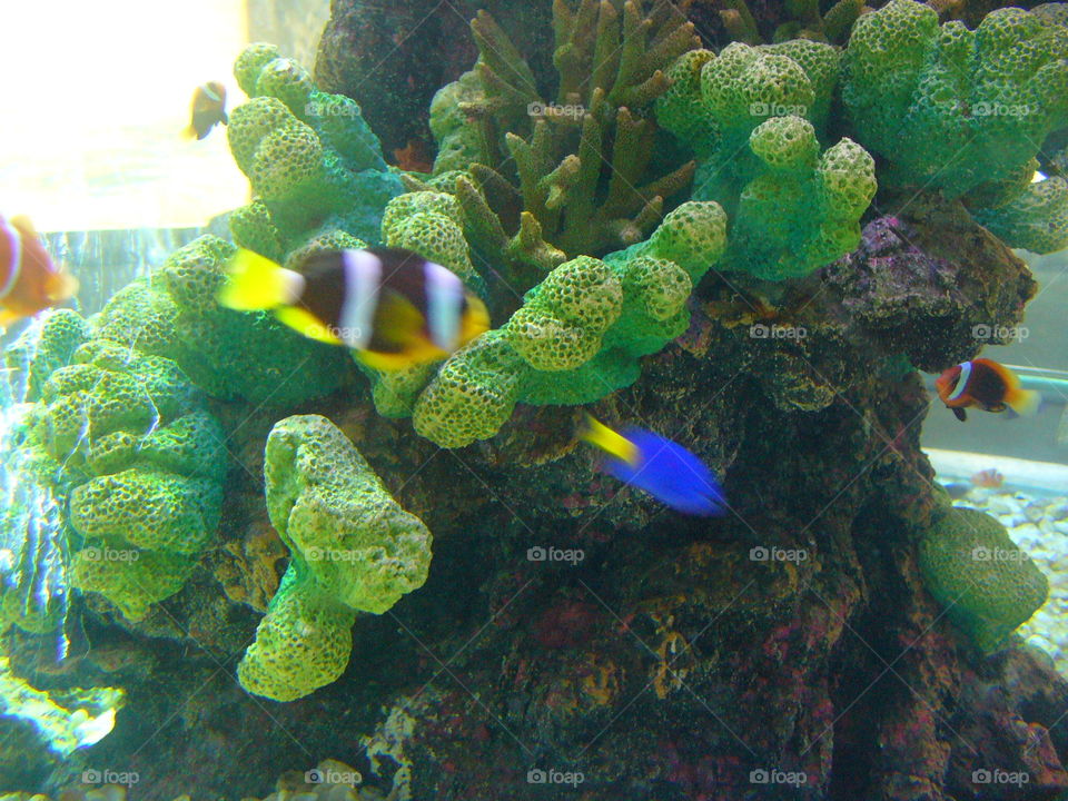 Underwater, Fish, Coral, Aquarium, Ocean