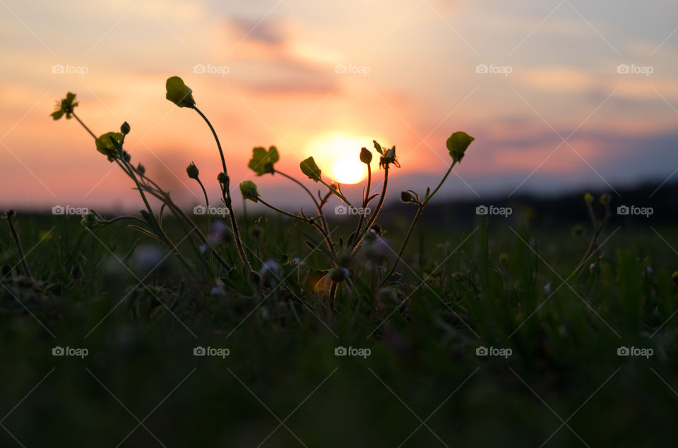 Background of the beautiful blooming flowers in the grass at Adriatic seaside in sunset light close up.