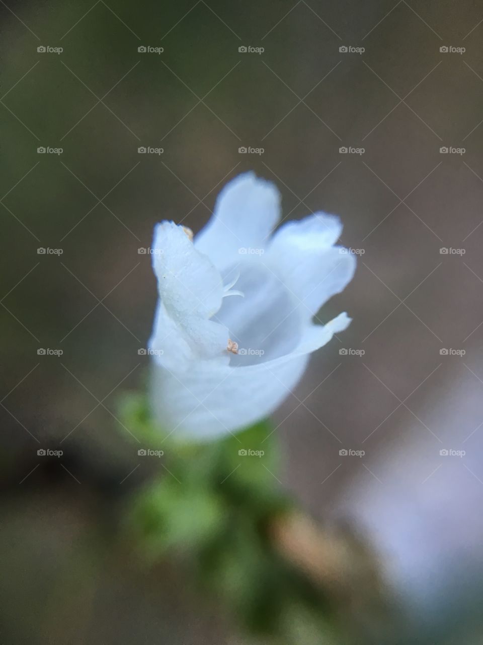 White flower