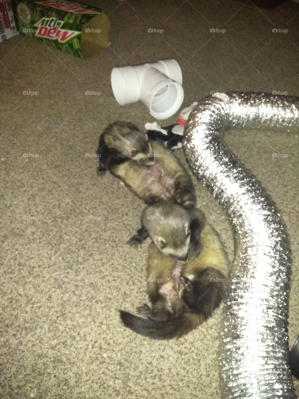 my ferrets licking salmon oil off of themselves