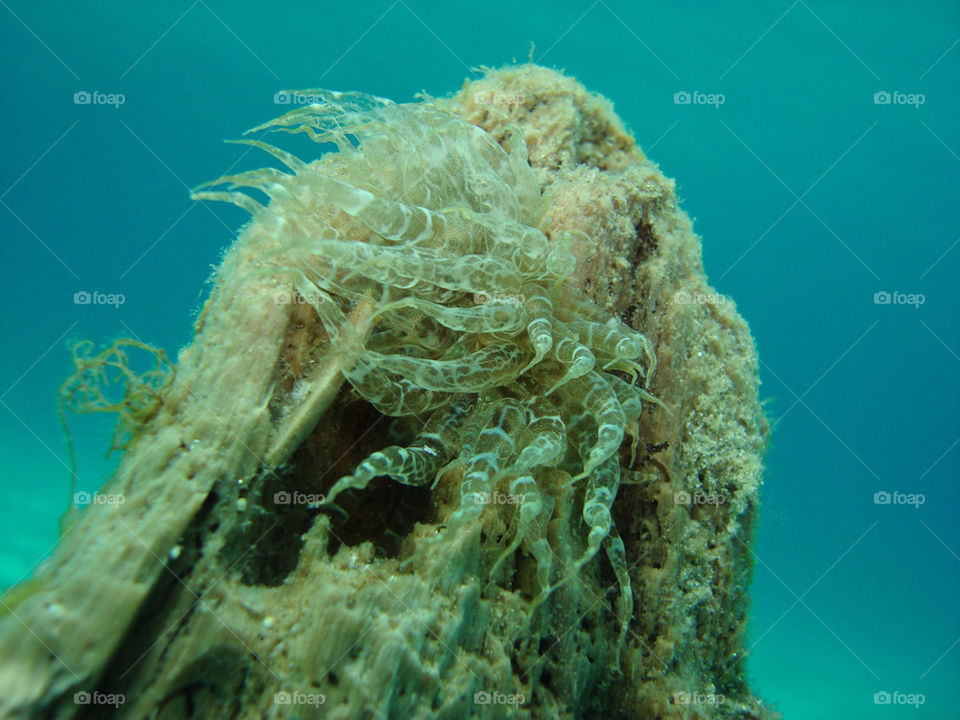 water sea coral deep by alex900