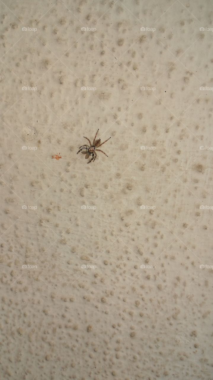 the spider catching the small fly and tough it and run other way 
they go and eat the fly