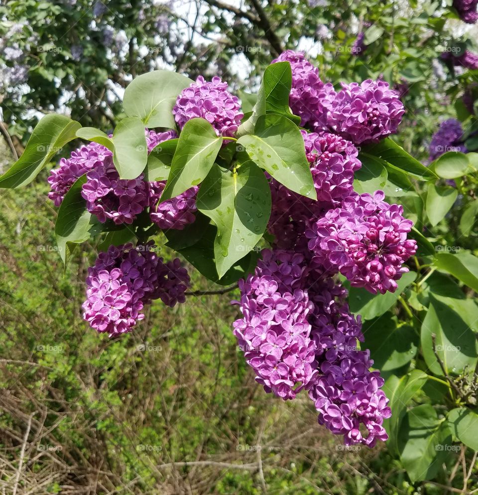 lilacs blossoms