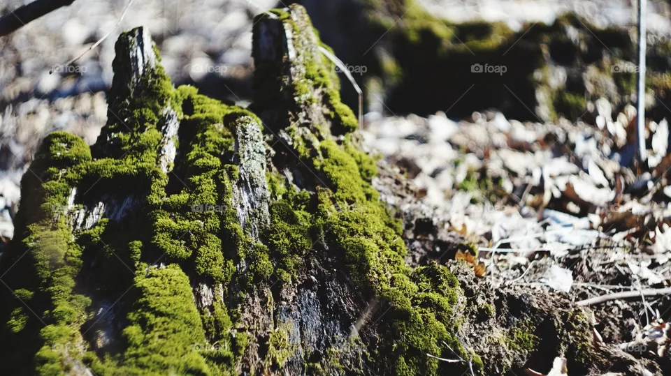 Forest