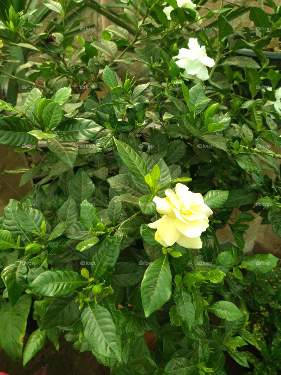 Leaves and flowers