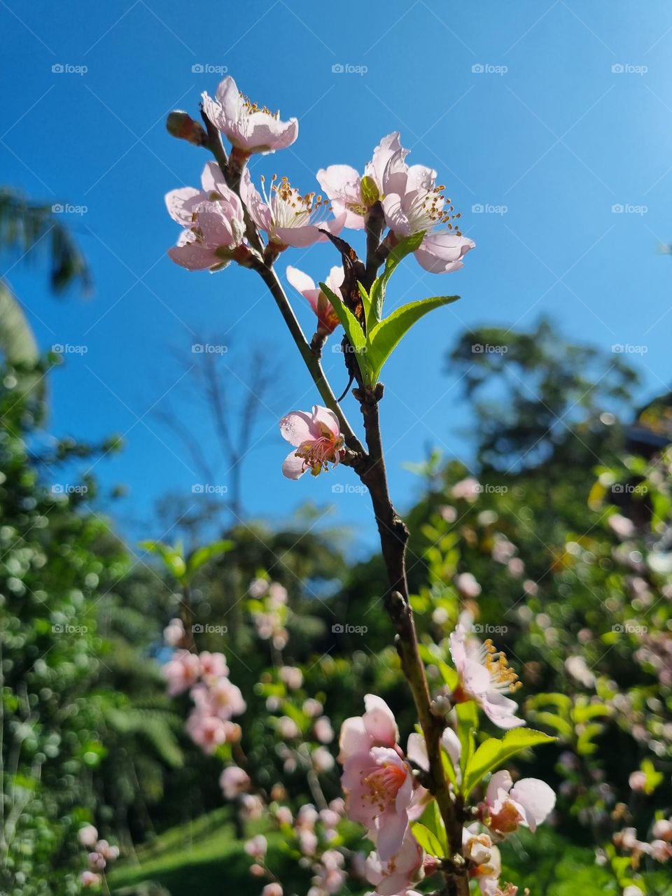 Flores do pessegueiro