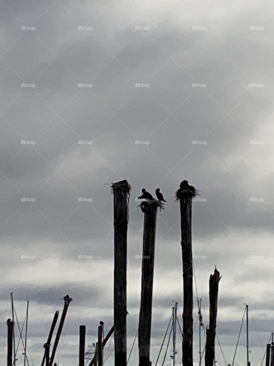 Nesting in the night