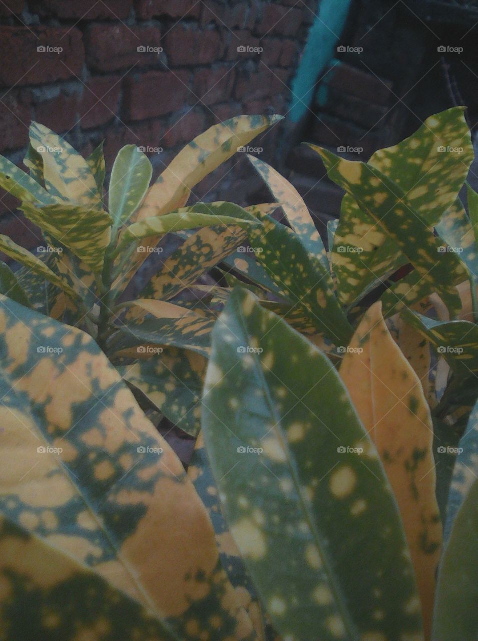 unedited pic of green plant leaves with yellow spots