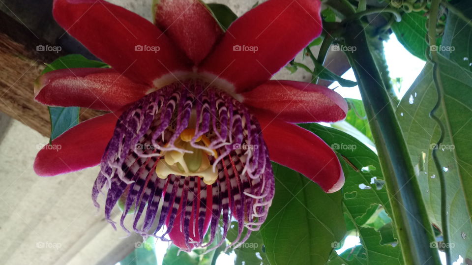 NATURE FLOWER GARTEN BOTANIK