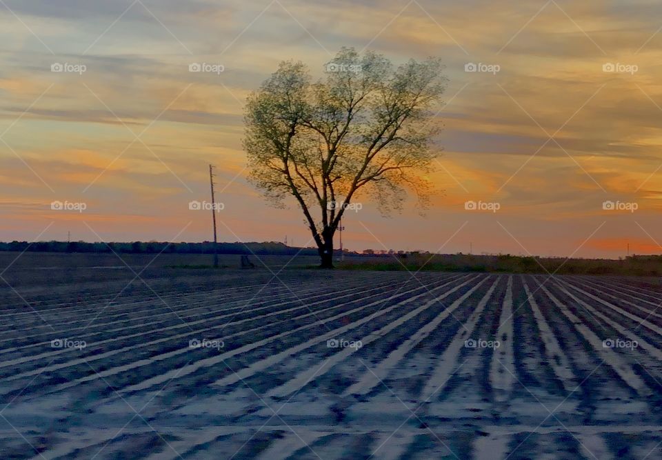 Dusk in the Delta.                                             Standing tall and proud. Alone never looked so good. 