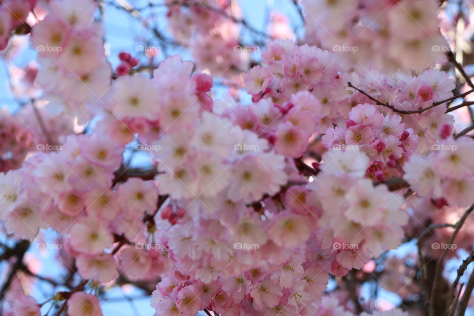 Springtime and nature is blooming 