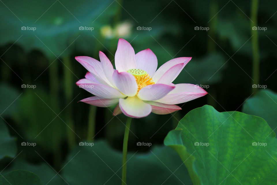 Lotus flower in summer 