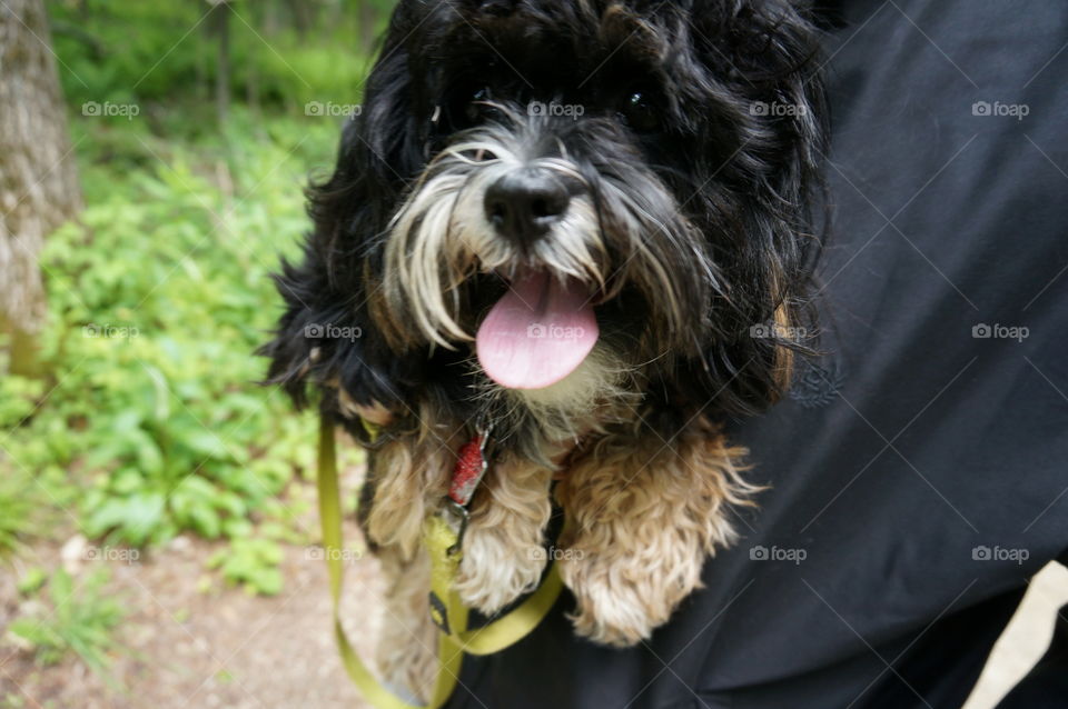 Dogs. Being Carried