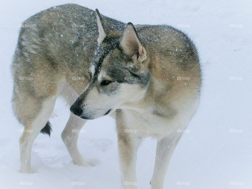 snowwolf