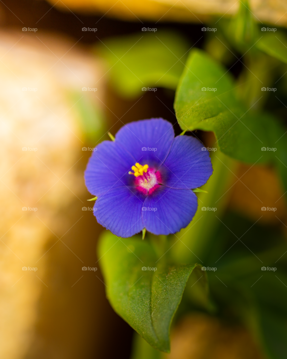 Beautiful blue flower 