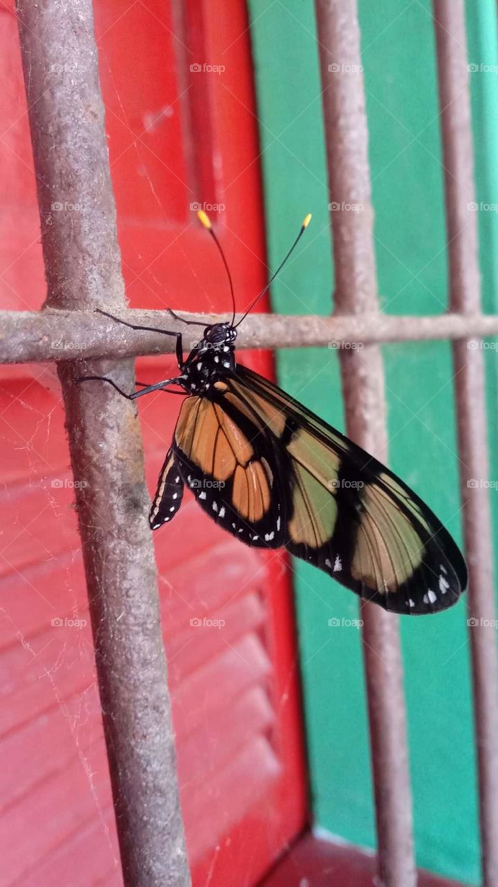 bela borboleta  a natureza  é esplêndida