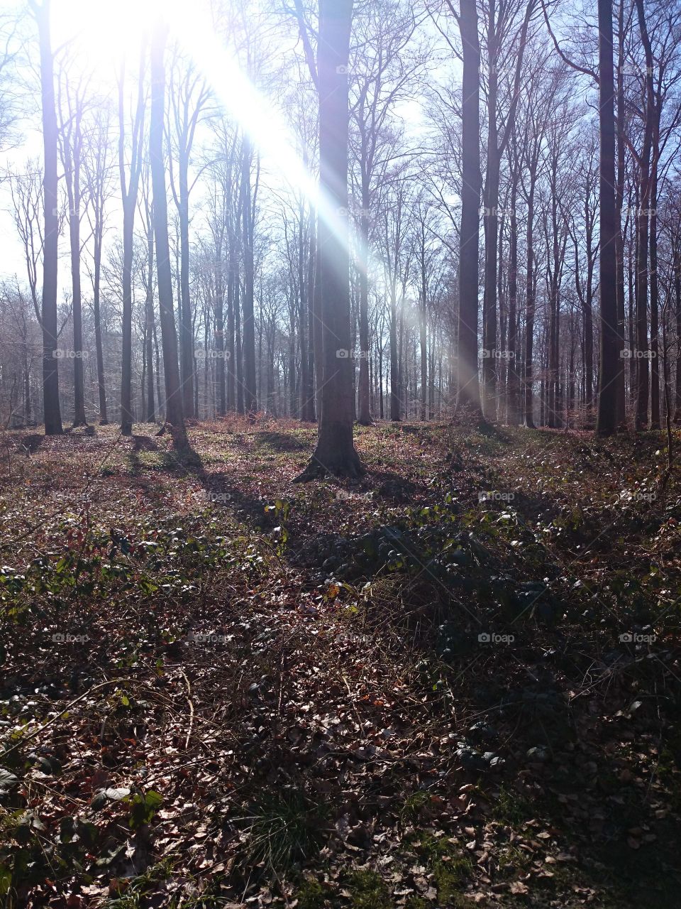 Walk in the forest . Forest de Soignes at the end of the winter