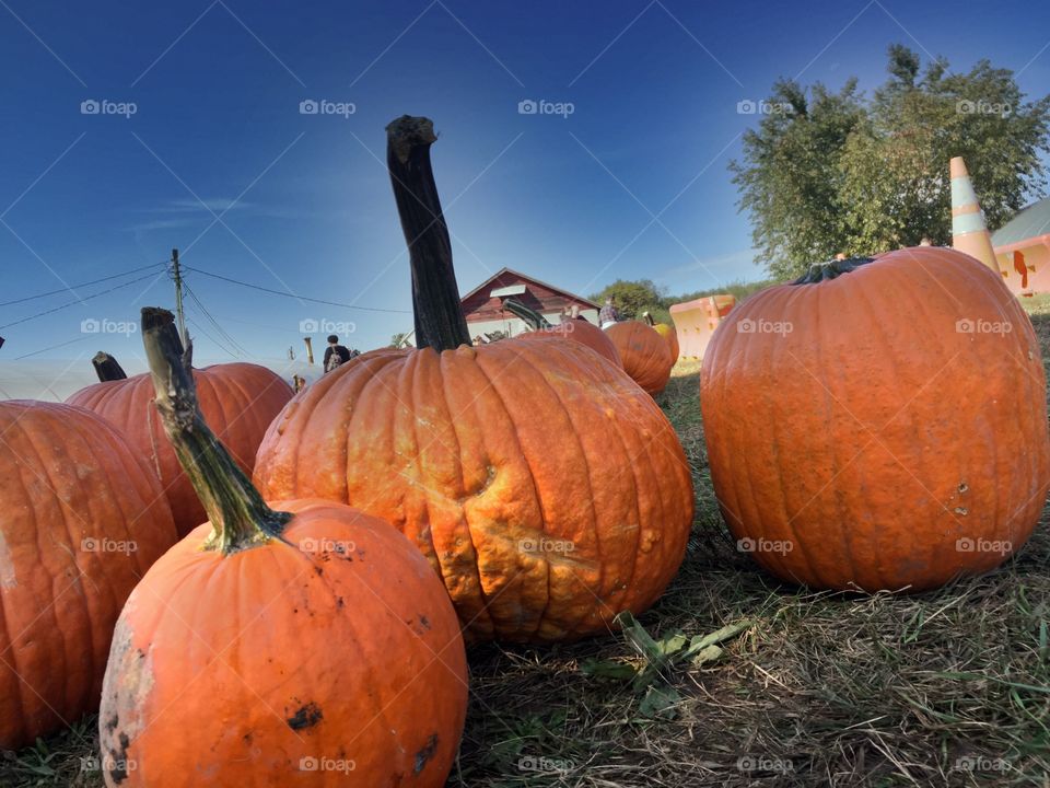 A walk in the pumpkin patch