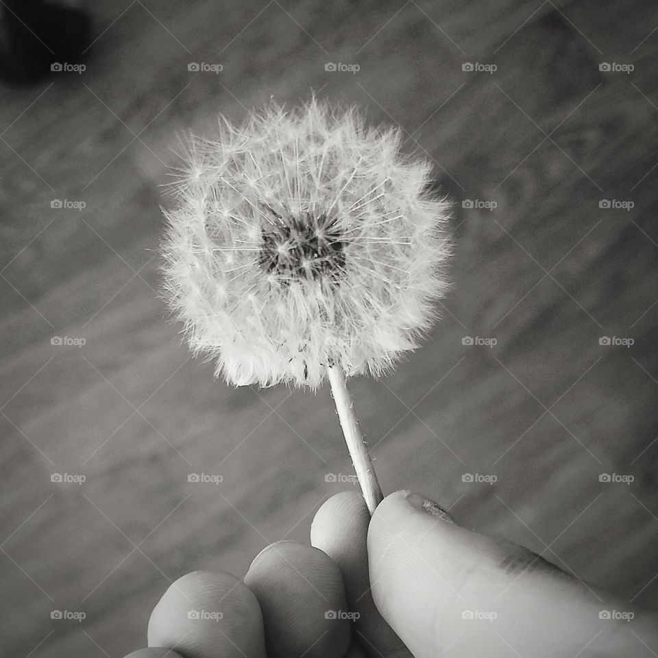 Handful of Wishes  (Black and White Edition)