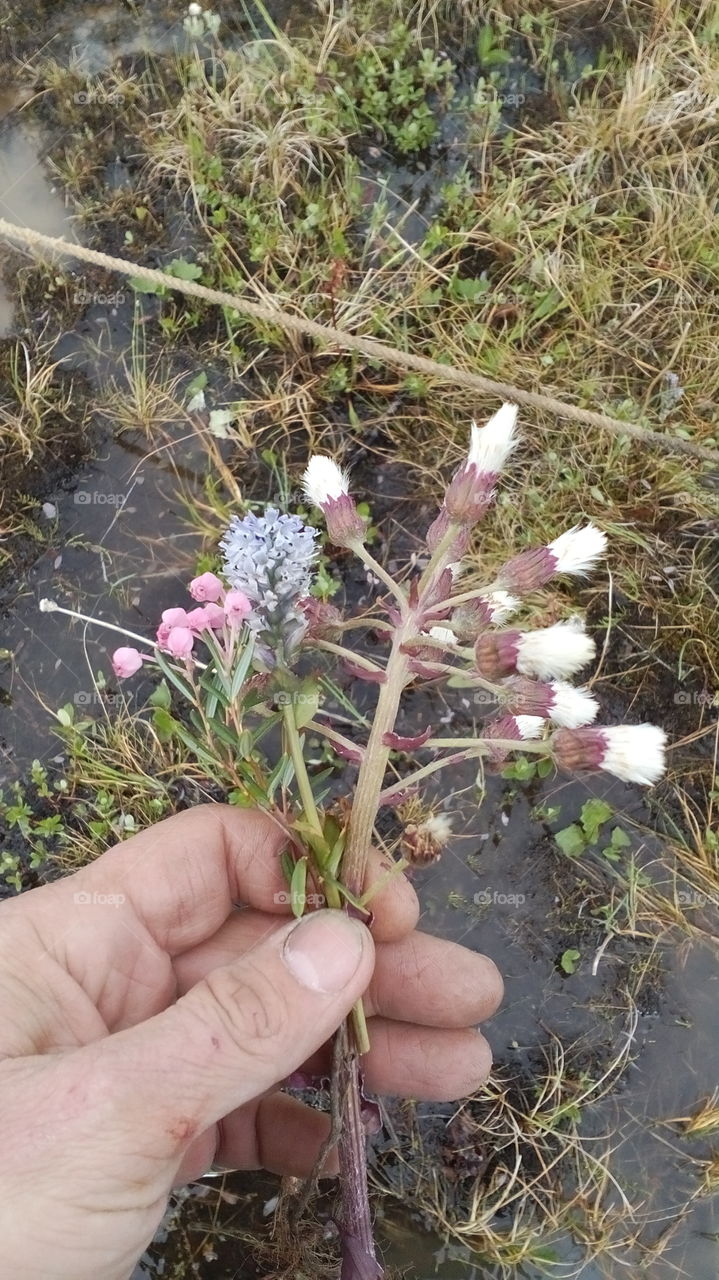 Flowers Of Siberia