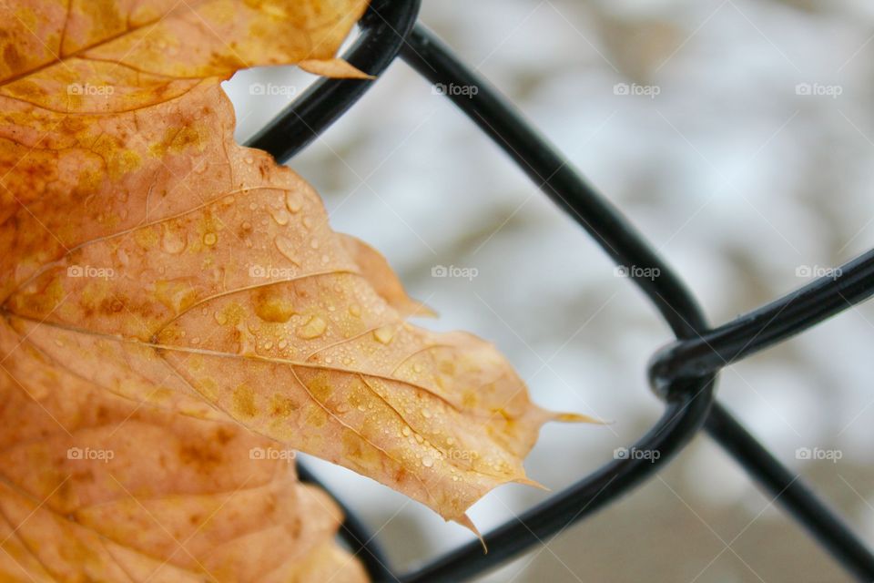 Dead leaves in winter 