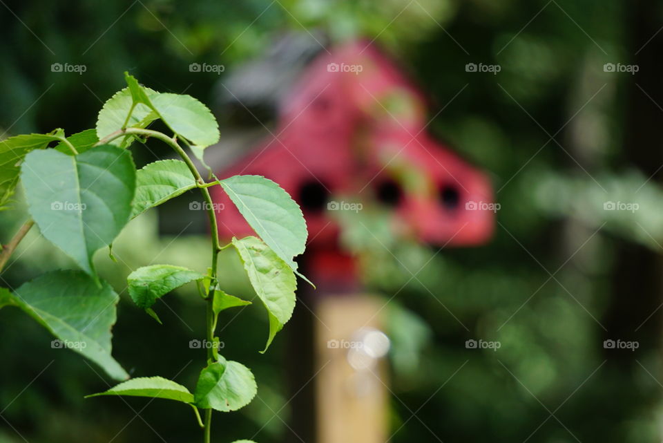 2nd focal point of a birdhouse