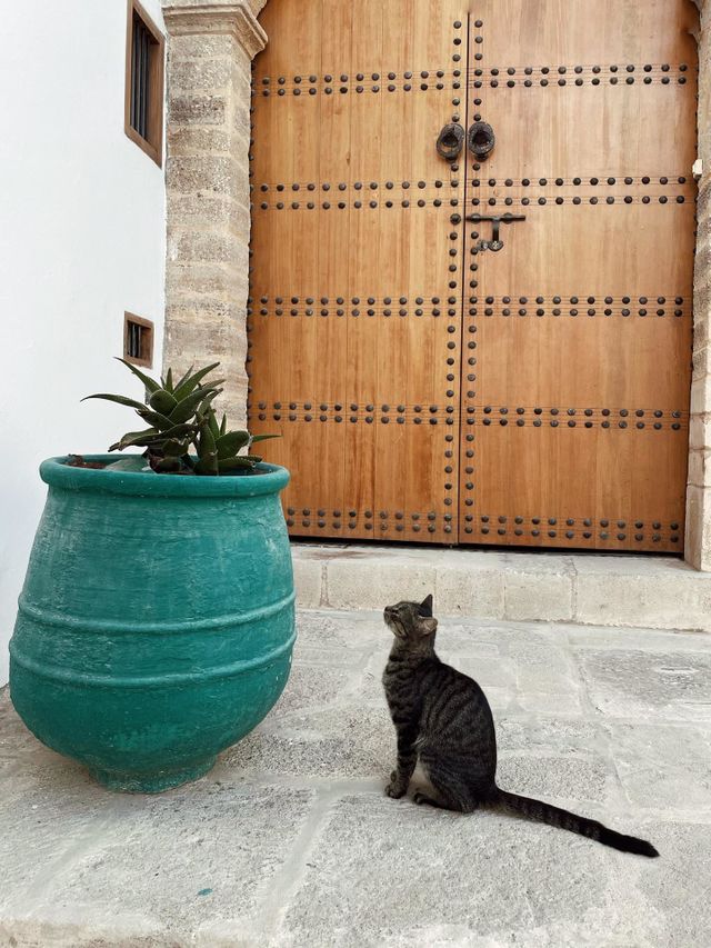 cat
