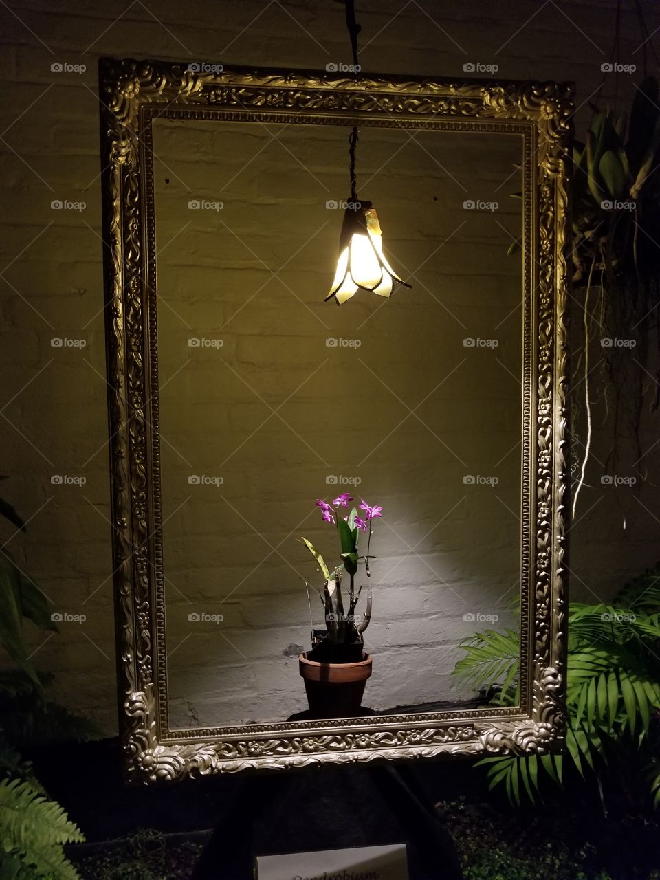 orchids framed in low light