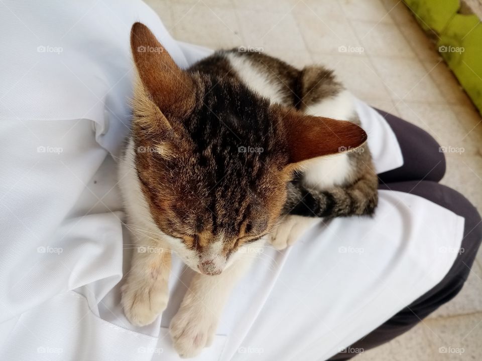 Just a few minutes this cat Will be my freind