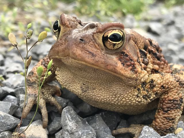 Looking for wildlife while camping with my daughter. “It’s a REAL frog! I found a REAL frog!”