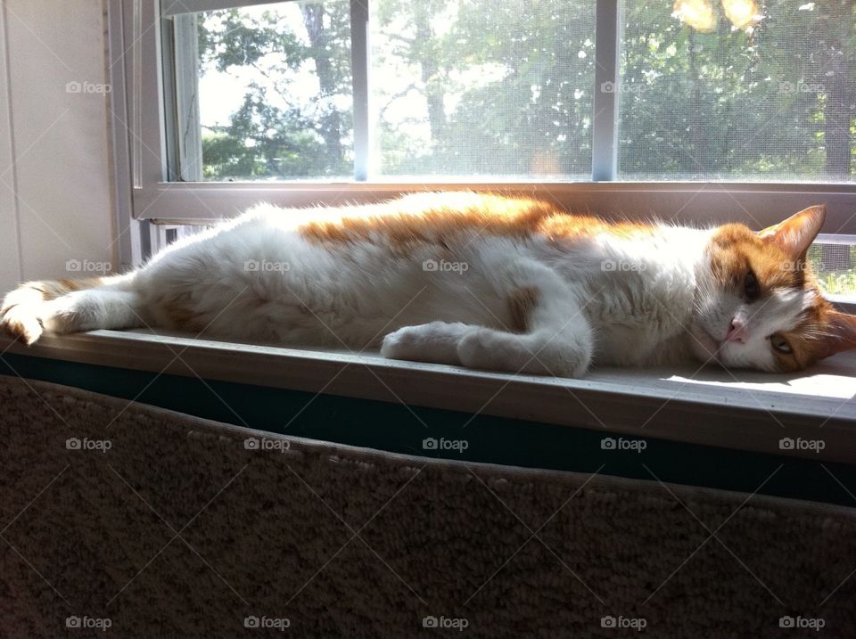 Lounging Cat. Gus in his favorite window.