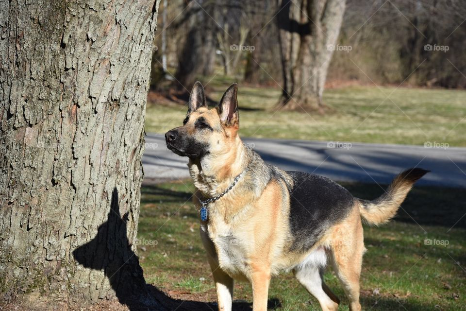 German Shepherd