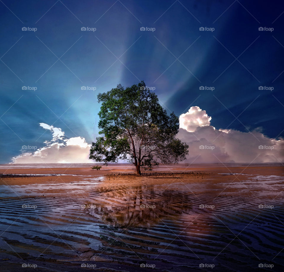 tree at tanjung beach