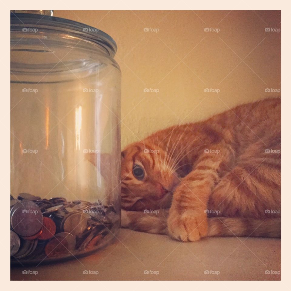 Orange cat and money