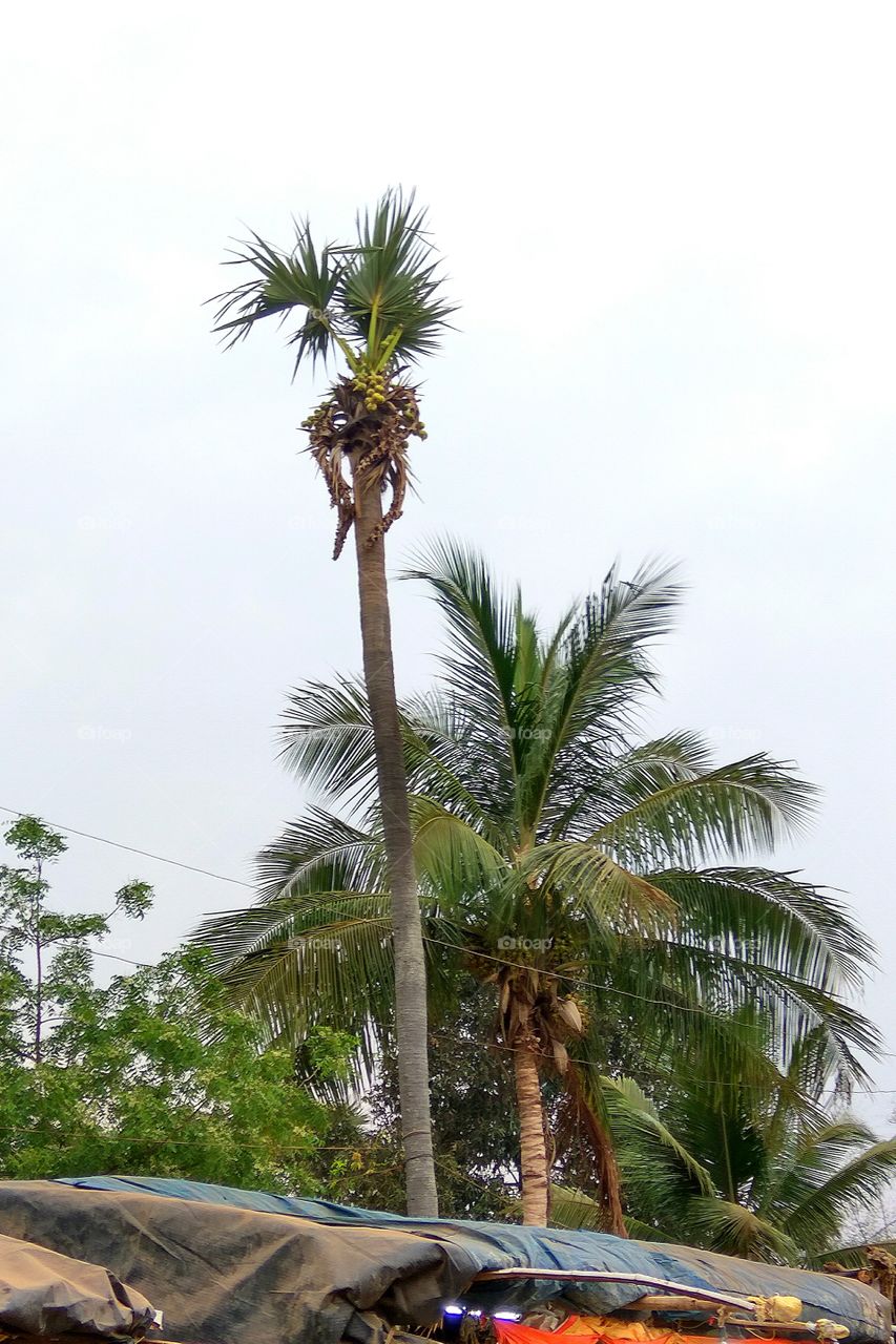 Big tree long and highly