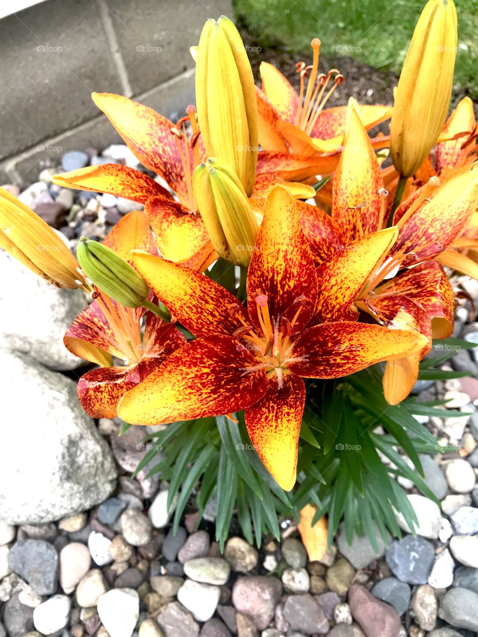 Gorgeous flowers from a very well kept garden captured on a beautiful afternoon! 