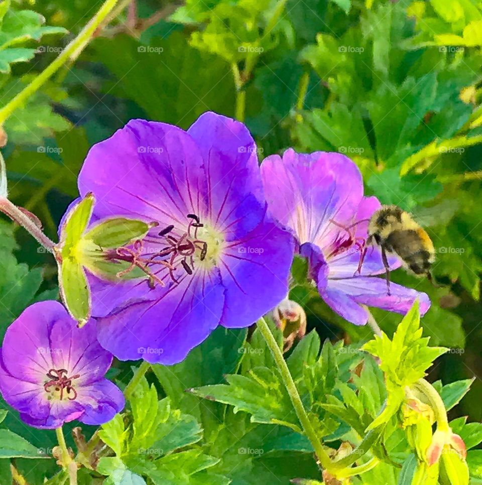 California Cranesbill flower with bee (geranium californicum)