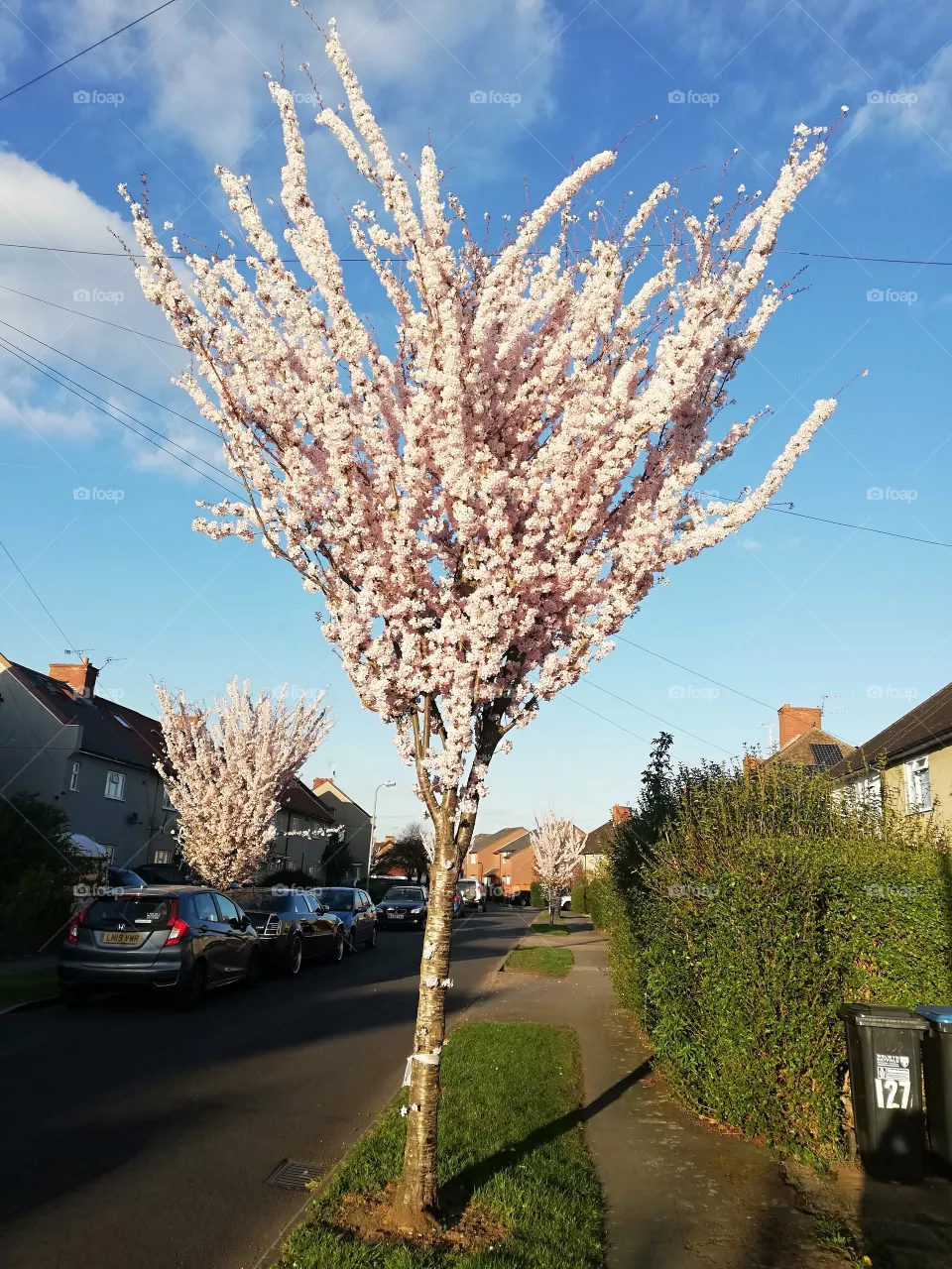tree