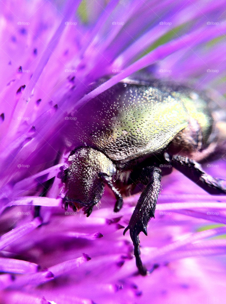 flowers macro sommar mammals by ka71