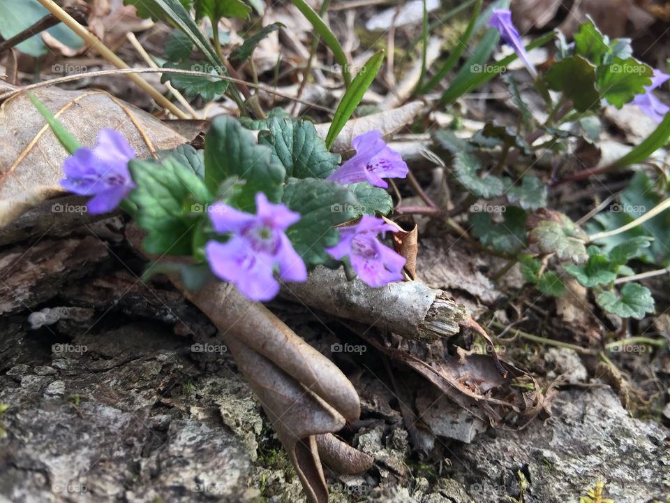Tiny purple wildflower in the woods