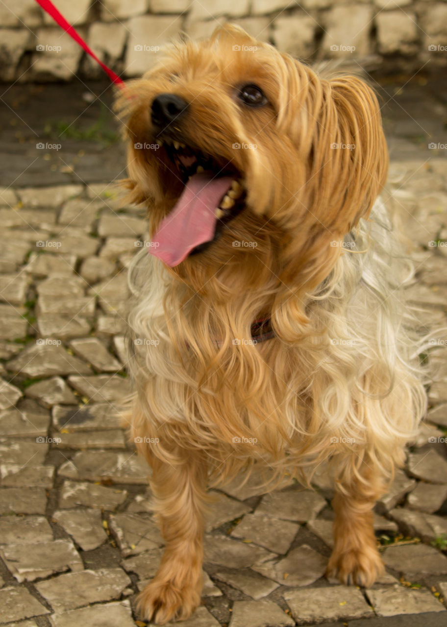 Liguá de fora, abana o rabo  e faz  xixi