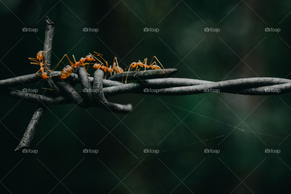 A photo of a barbed wire with a little ants