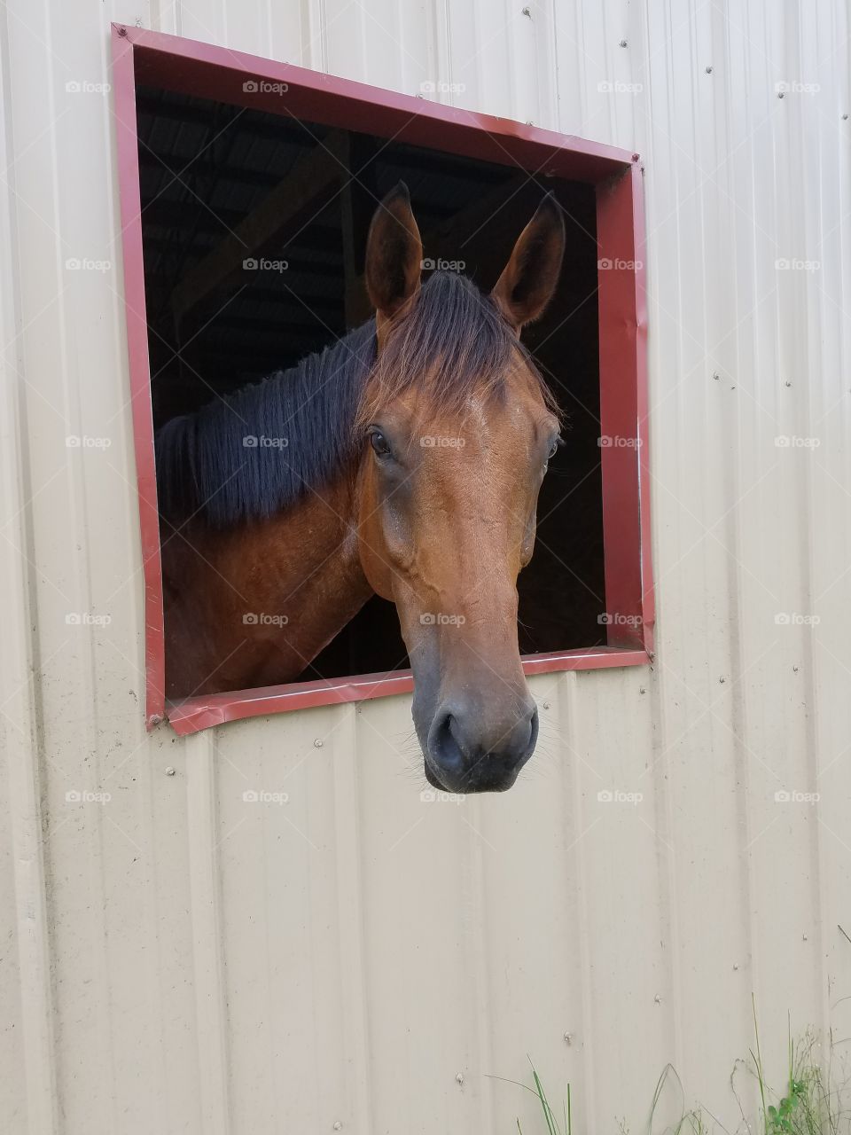 horse looking out