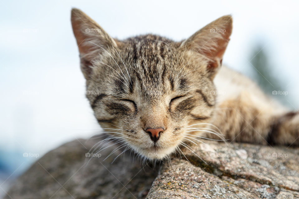 sleeping cat