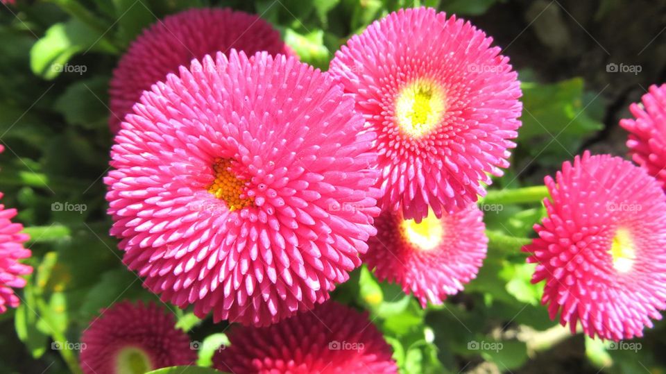 daisies