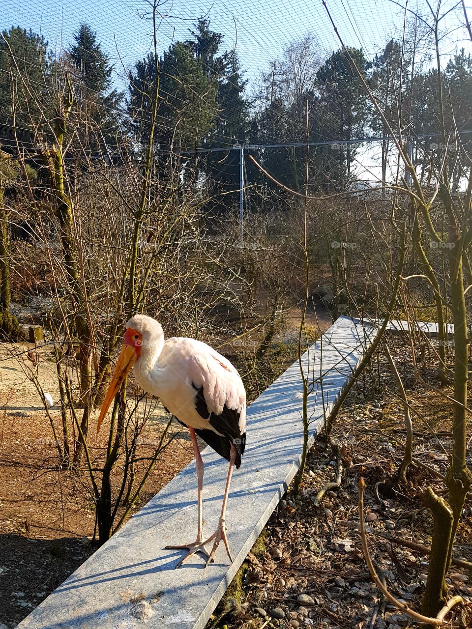 stork