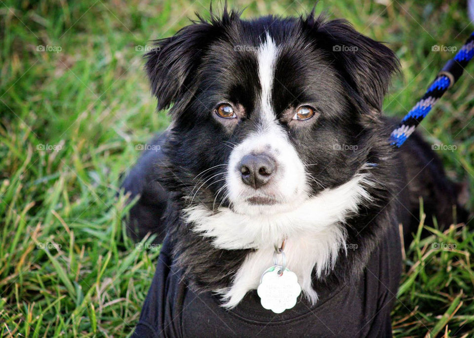 Dog black white cute outside Puppy