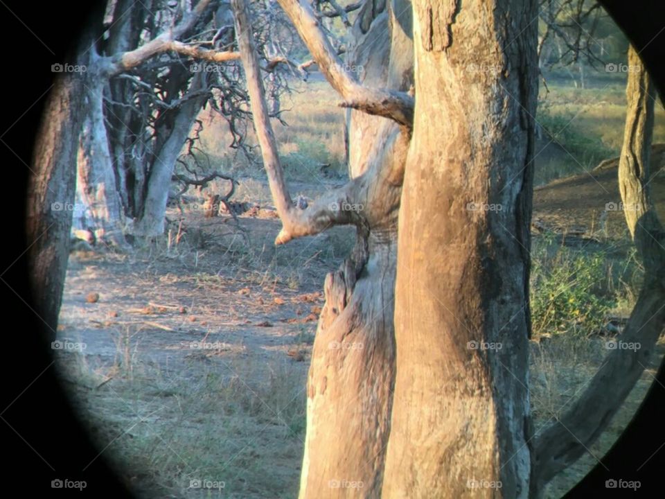 kruger national park