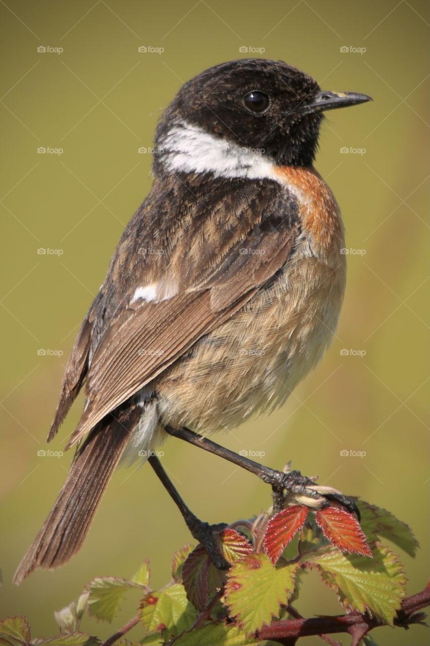 Stonechat