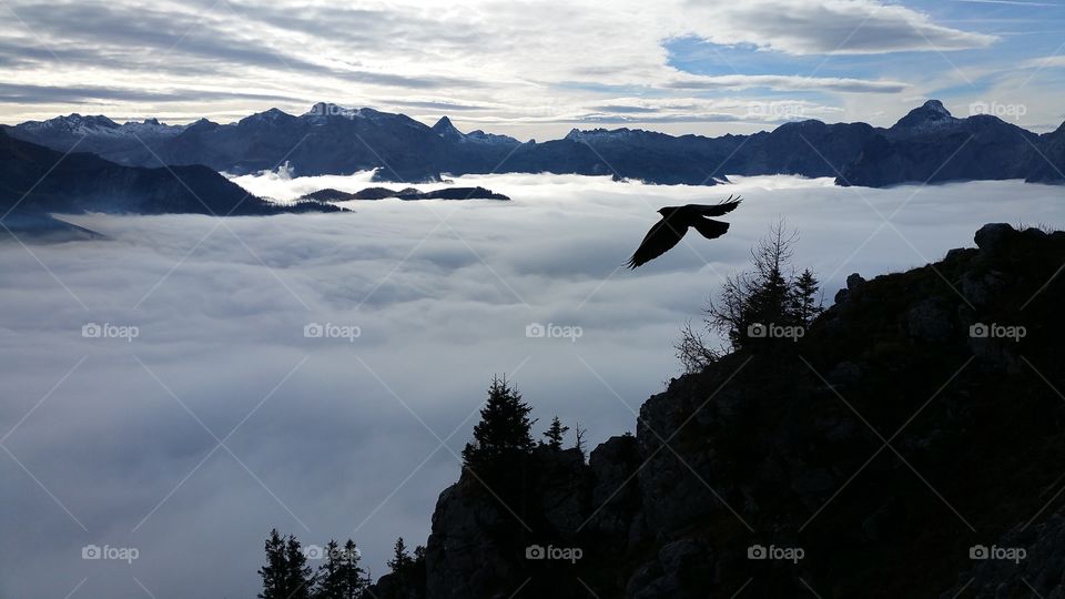 Bird over a sea of clouds